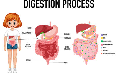 Επτά κινήσεις που θωρακίζουν το πεπτικό σύστημα – Τα τρόφιμα που βοηθούν